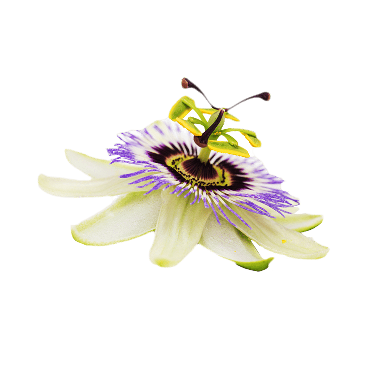 Passionflower Aerial parts (Passiflora incarnate) Extract - AOR