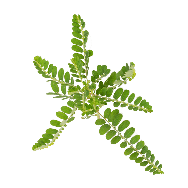 Phyllanthus niruri (Chanca piedra) leaf