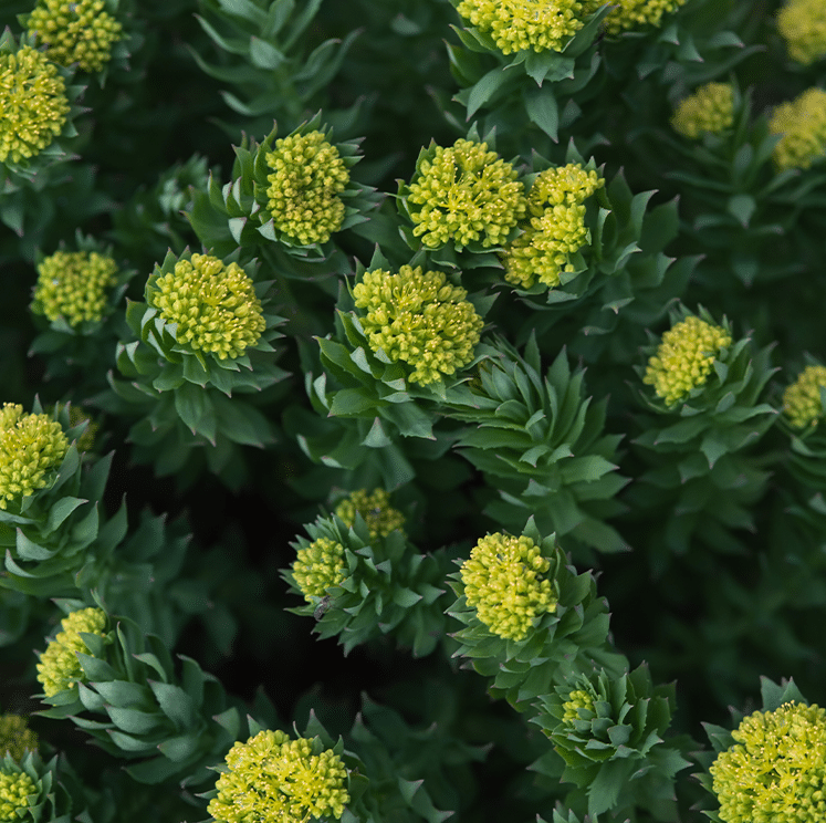 Rhodiola Rosea root extract - AOR-2