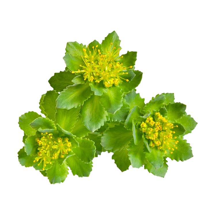 Rhodiola Rosea root extract - AOR